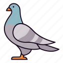 pigeon, dove