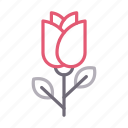 flower, love, romance, rose, valentine