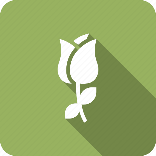Daisy, daisyflower, floral, flower, nature icon - Download on Iconfinder