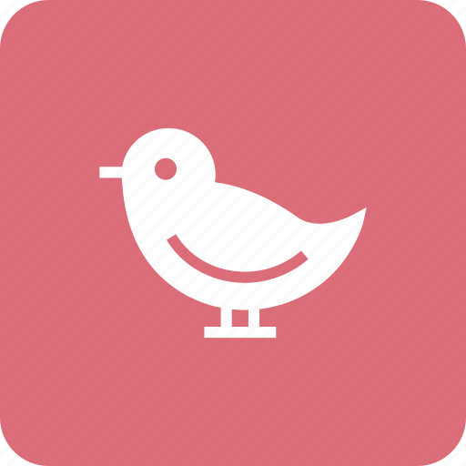 Dove, invitation, love, pigeon, wedding icon - Download on Iconfinder