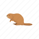 animals, beaver, mammal, mountain beaver, nocturnal mammal, rodent