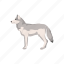 animals, canine, coywolf, gray wolf, mammals, timber wolf, wolf 