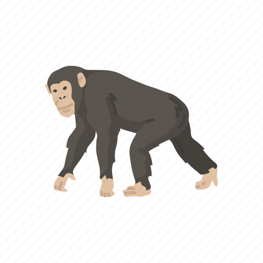 Animal, ape, bonobo, chimpanzee, chimps, mammal icon - Download on Iconfinder
