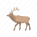animal, deer, elk, mammal, moose, wapiti