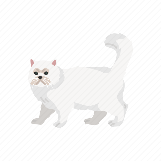 Animal, house cat, kitten, mammal, persian cat, pet, shirazi cat icon - Download on Iconfinder