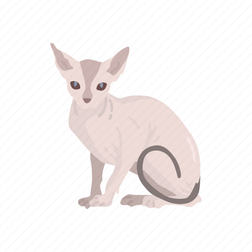 Animal, cat, feline, kitten, mammal, pet, sphynx icon - Download on Iconfinder