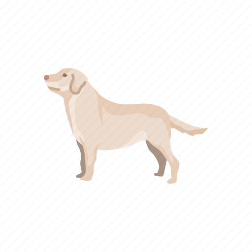 Animal, canine, dog, golden retriever, labrador, mammal, pet icon - Download on Iconfinder