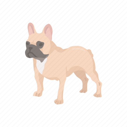 Animal, boston terrier, bulldog, dog, mammal, pet, terrier icon - Download on Iconfinder