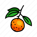 branch, mandarin, leaf, clementine, orange, fruit