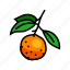 branch, mandarin, leaf, clementine, orange, fruit 