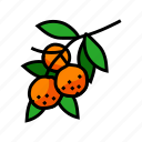 branch, mandarin, orange, clementine, fruit, tangerine