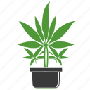 marijuana, cannabis, weed, herb, plant, leaf, dope, cbd, pot