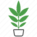 marijuana, cannabis, weed, herb, plant, leaf, dope, cbd, pot