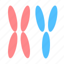 chromosome, xy, dna