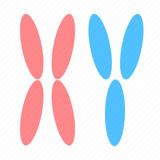 Chromosome, xy, dna icon - Download on Iconfinder