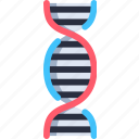 dna, dna structure, genetic, biology, research, science, genetical, laboratory, deoxyribonucleic acid, medical