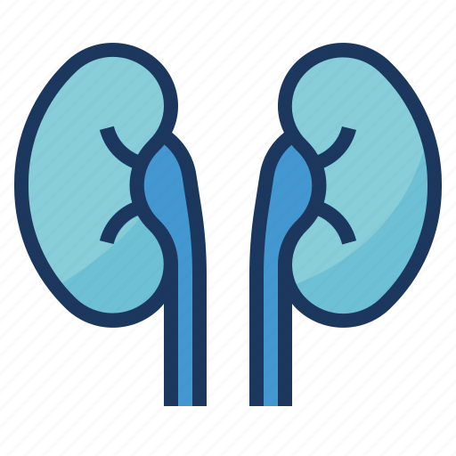 Hospital, human, kidney, medical, organs icon - Download on Iconfinder