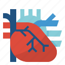 cardio, cardiology, cardiovascular, circulation, heart