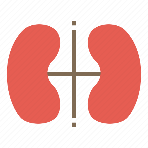 Disease, kidney, medical, nephropathy icon - Download on Iconfinder