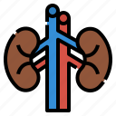 anatomy, human, kidneys, medical, organ