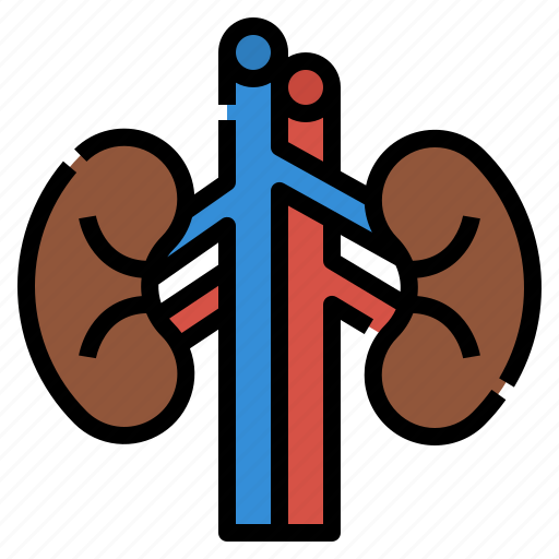 Anatomy, human, kidneys, medical, organ icon - Download on Iconfinder