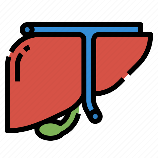 Anatomy, human, liver, medical, organ icon - Download on Iconfinder
