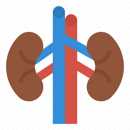 Anatomy, human, kidneys, medical, organ icon - Download on Iconfinder
