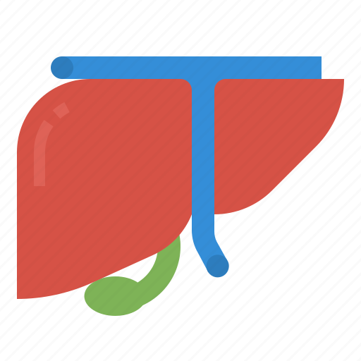 Anatomy, human, liver, medical, organ icon - Download on Iconfinder