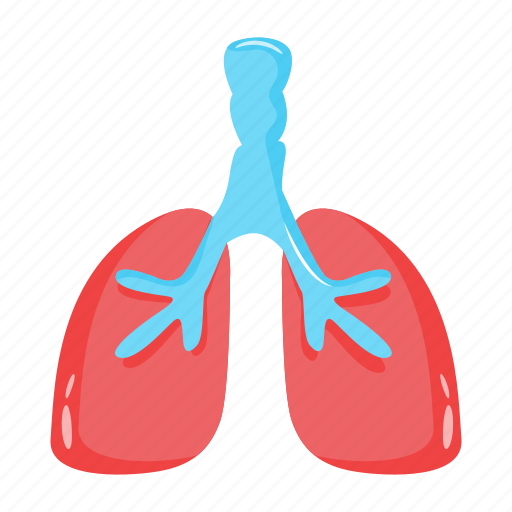 Pulmonary organ, human lungs, human organ, respiratory system, respiratory tract icon - Download on Iconfinder