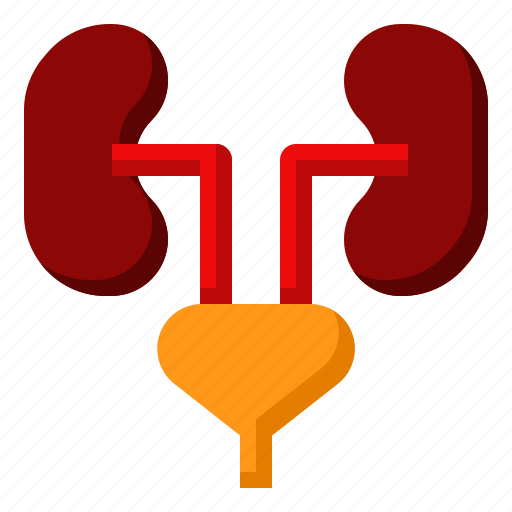 Disease, kidney, medical, nephropathy icon - Download on Iconfinder