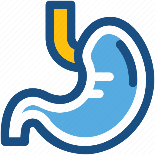 Digestion, digestive system, human stomach, organ, stomach icon - Download on Iconfinder