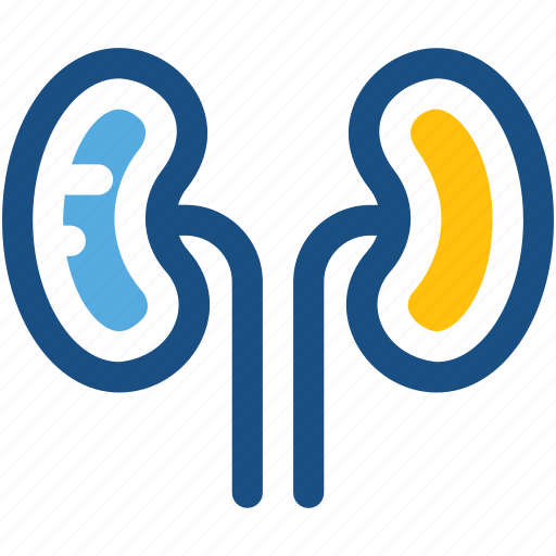 Body part, human kidneys, kidneys, organ, renal icon - Download on Iconfinder