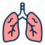 lunges, organ, bronchi, anatomy, medical, human, respiratory 