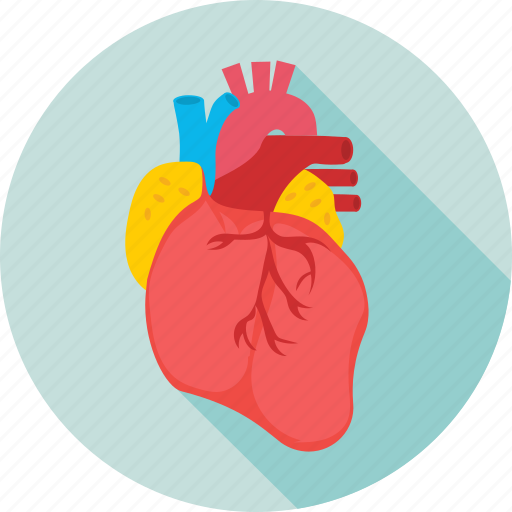 Anatomy, cardiology, cholesterol, heart, human heart icon - Download on Iconfinder