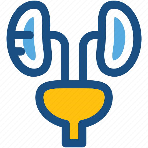 Bladder, body part, excretory system, kidneys, renal icon - Download on Iconfinder