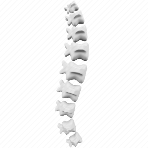 Spine, medical, healthcare, anatomy, bone, back 3D illustration - Download on Iconfinder