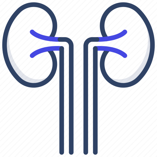 Kidney, urinary bladder, urinary tract, nephron, renal artery icon - Download on Iconfinder