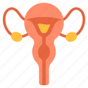 gynecology, female, womb, uterus, woman, menstrual