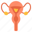 gynecology, female, womb, uterus, woman, menstrual 