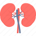 kidneys, anatomy, health, kidney, medical, organ, renel