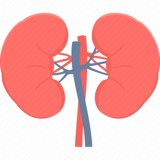 Kidneys, anatomy, health, kidney, medical, organ, renel icon - Download on Iconfinder