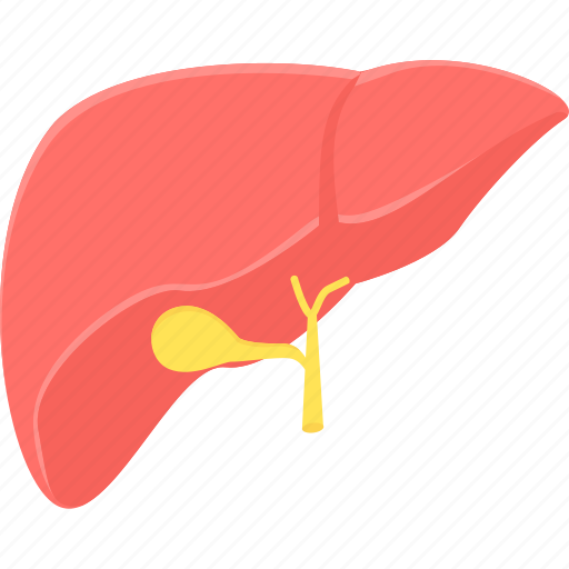 Liver, anatomy, detoxification, hepatology, medical, organ icon - Download on Iconfinder
