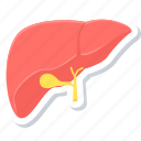 liver, anatomy, body part, human, medical, organ