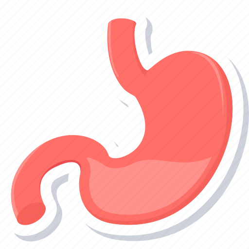 Stomach, anatomy, body part, organ icon - Download on Iconfinder