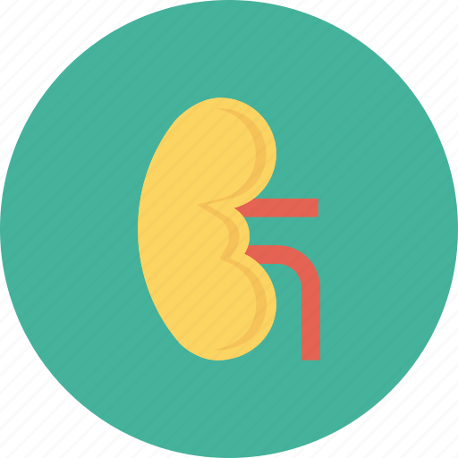 Anatomy, biology, health, kidney, medical, medicine, renal icon - Download on Iconfinder