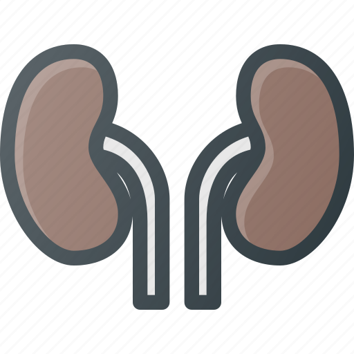 Anatomy, kidney, kidneys, medical, organ icon - Download on Iconfinder