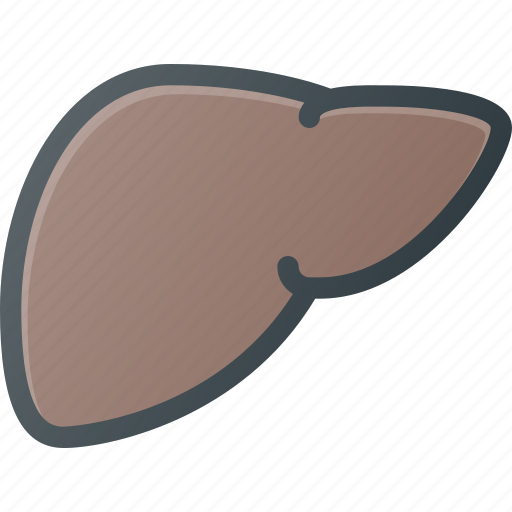 Anatomy, liver, medical, organ icon - Download on Iconfinder