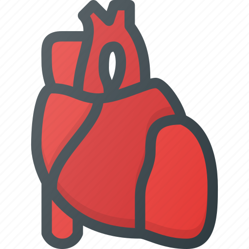 Anatomy, health, heart, medical, organ icon - Download on Iconfinder