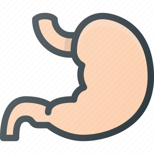 Anathomy, health, medical, stomach icon - Download on Iconfinder