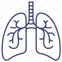 anatomy, lung, lungs, organ 